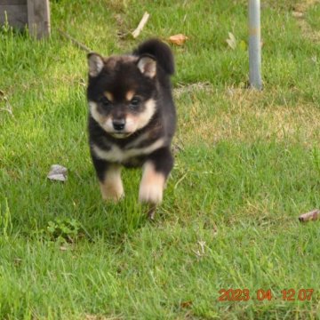 柴犬(標準サイズ)【三重県・女の子・2023年3月1日・黒】の写真「黒・赤・白3色はっきりした理想配色、良いですよ」