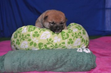 柴犬(標準サイズ)【三重県・男の子・2017年4月24日・色の濃い赤柴の男の子】の写真「色の濃い赤柴になると思います。」