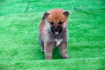 柴犬(豆柴)【三重県・男の子・2022年1月4日・赤】の写真「両親豆柴認定犬の子犬です。」