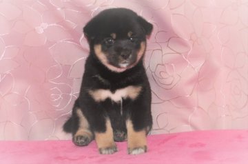 柴犬(標準サイズ)【三重県・女の子・2019年6月16日・黒】の写真「☆☆☆理想の配色・父犬・・緑桜錦号、見事な雌犬出来」