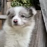 ボーダーコリー【熊本県・女の子・2025年2月13日・ブルーマール】の写真12