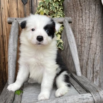 ボーダーコリー【熊本県・男の子・2025年2月13日・ブラック&ホワイト】の写真「綺麗なオッドアイ 明るく活発な性格です」