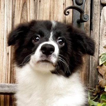 ボーダーコリー【熊本県・男の子・2025年3月1日・ブラック&ホワイト】の写真「穏やかな性質の男の子」