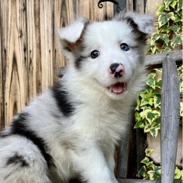 ボーダーコリー【熊本県・女の子・2025年4月4日・ブルーマール】の写真「明るく活発な女の子」