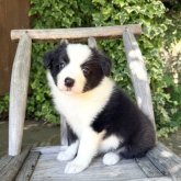 ボーダーコリー