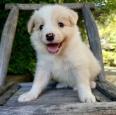 ボーダーコリー