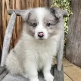 ボーダーコリー【熊本県・女の子・2025年2月13日・ブルーマール】の写真9