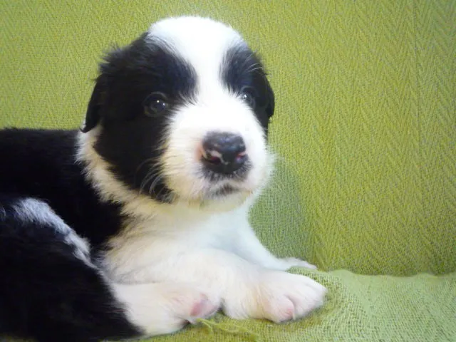 渡辺 様のお迎えした子犬