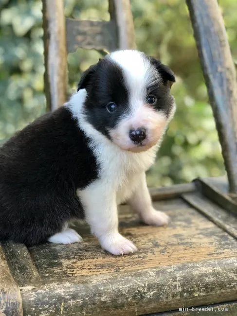 ID：2003-00213の子犬