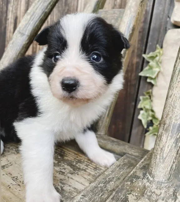 ID：2203-02893の子犬