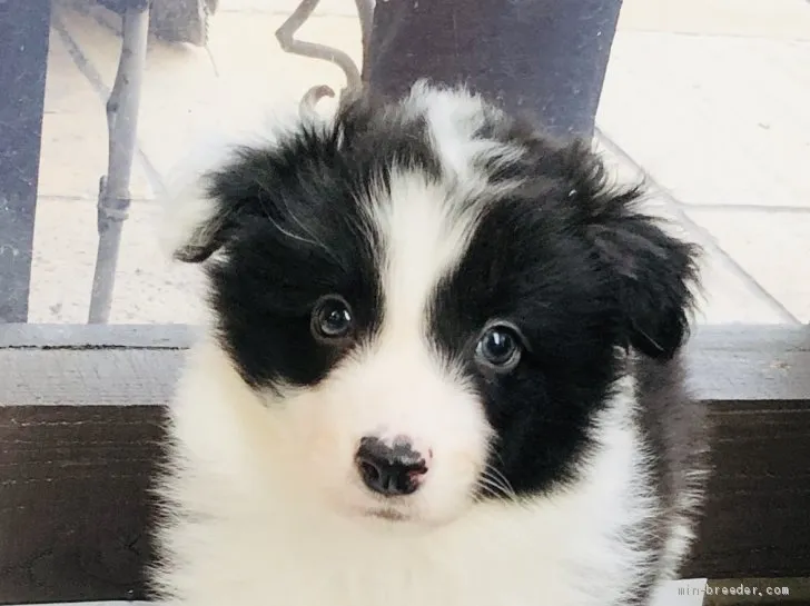 ID：2003-02259の子犬