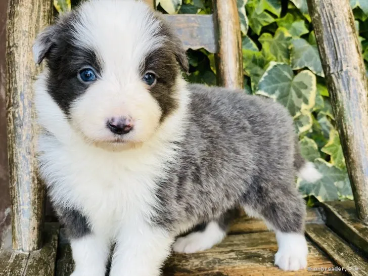 ID：2101-03113の子犬