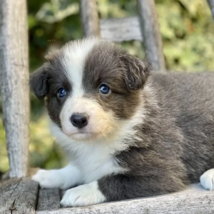 ボーダーコリー【熊本県・女の子・2023年9月8日・ブルー&amp;ホワイト】の写真1