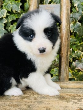 ボーダーコリー【熊本県・女の子・2020年12月25日・ブラック&ホワイト】の写真「小柄な女の子です」