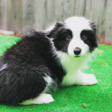 ボーダーコリー【熊本県・女の子・2020年2月18日・ブラック&ホワイト】の写真「可愛い女の子」