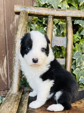 ボーダーコリー【熊本県・男の子・2020年12月25日・ブラック&ホワイト】の写真「可愛い男の子」