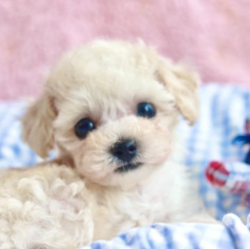 トイプードル(ティーカップ)【山口県・男の子・2025年4月24日・ペール・フォーン】の写真「キラキラお目目の極小君⭐️元気で甘えん坊です♡」