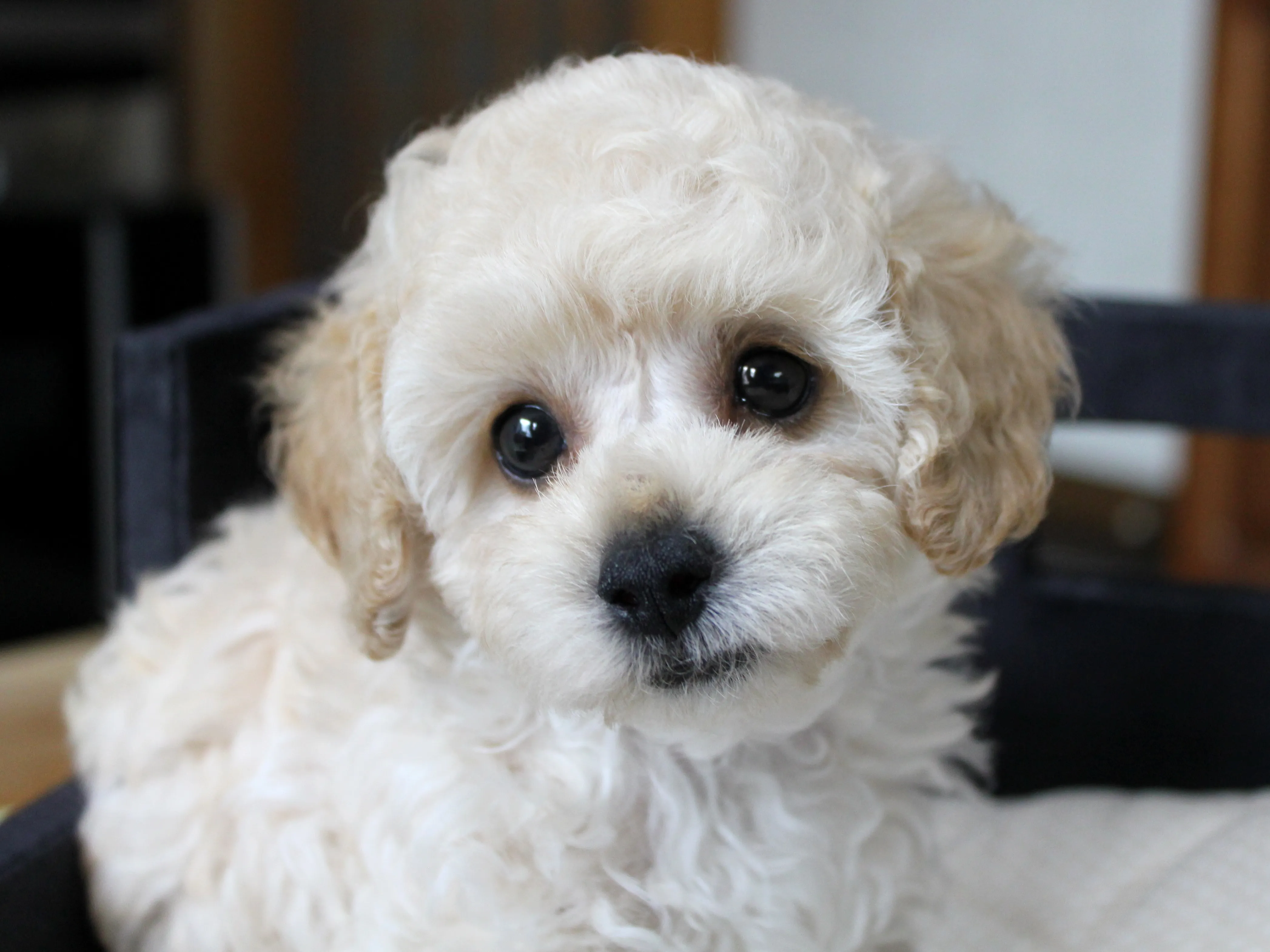 ID：1607-01340の子犬