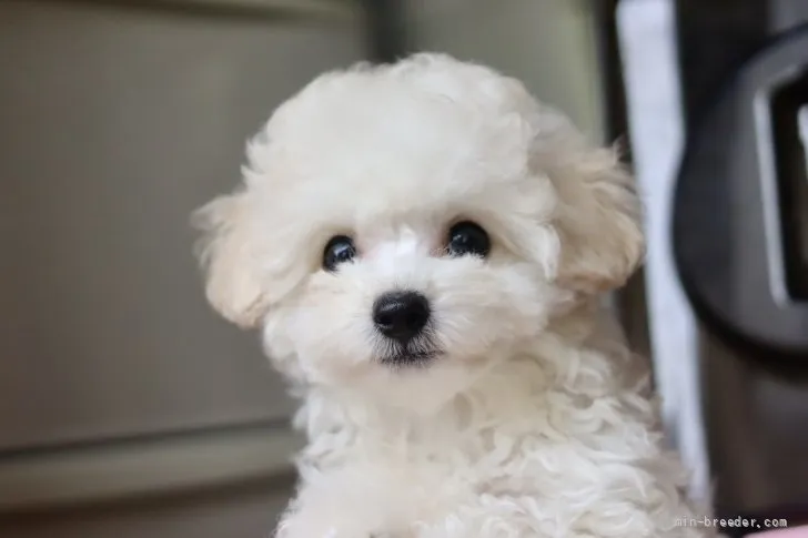 ID:2203-03441の子犬