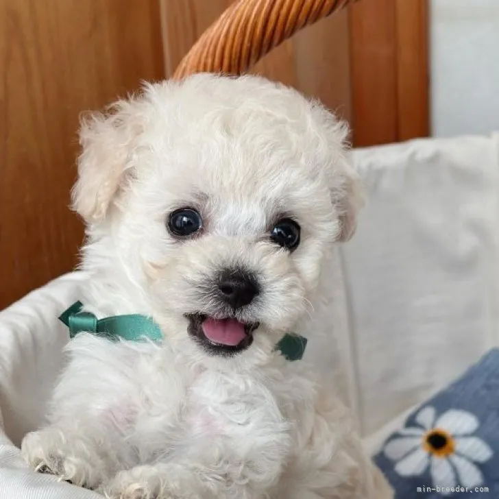 ID:2309-03794の子犬