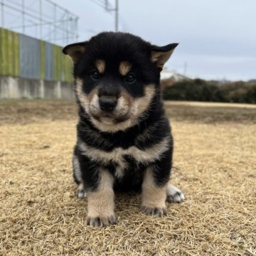 柴犬(標準サイズ)【埼玉県・男の子・2025年2月4日・黒】の写真「温和で従順の子です。」