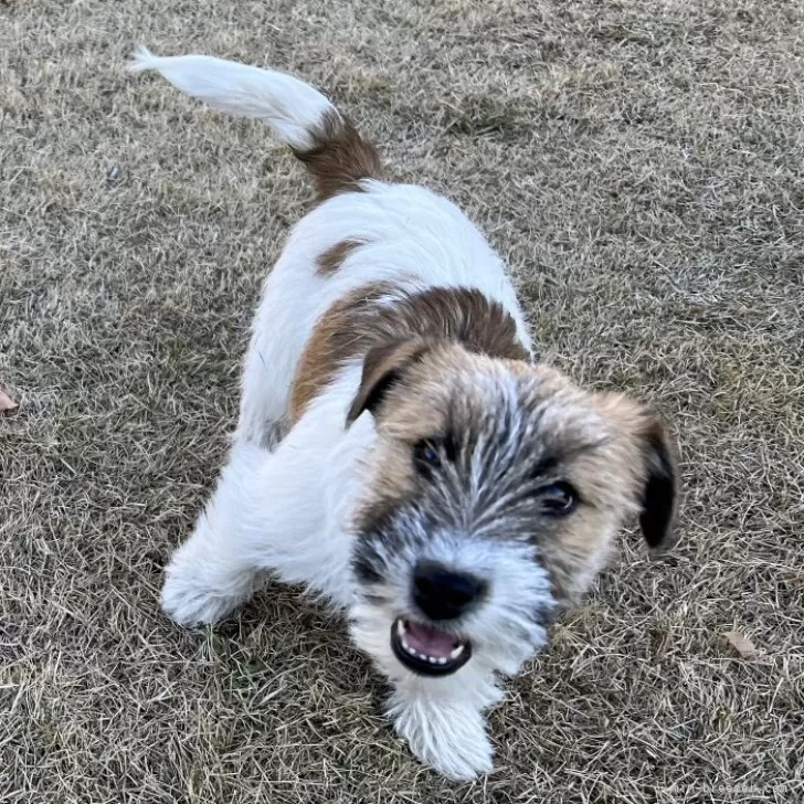 ID：2310-05321の子犬