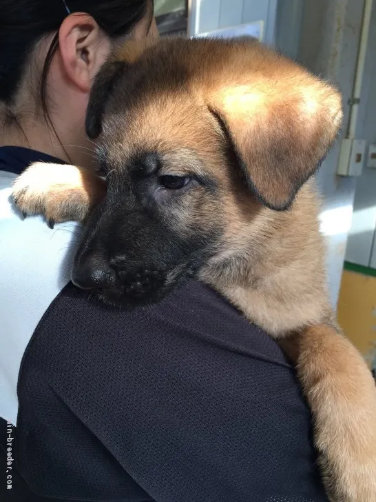 ID:1909-01647の子犬