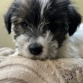 ジャックラッセルテリア【埼玉県・男の子・2023年8月31日・ホワイト&タン】の写真1