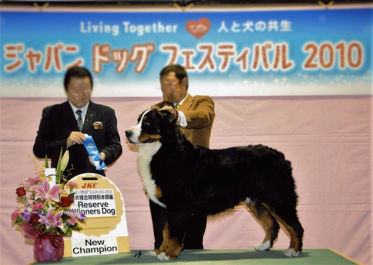 当犬舎祖父犬｜斉藤　政志(さいとう　まさし)ブリーダー(山形県・バーニーズ・マウンテン・ドッグ・JKC登録)の紹介写真2