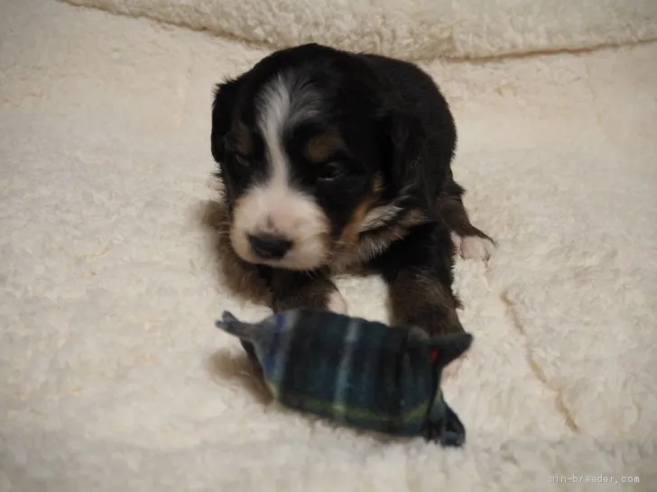 S.I 様のお迎えした子犬