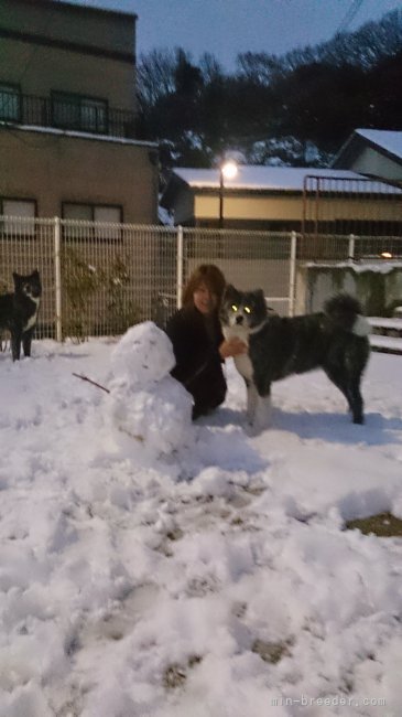 百石　麻水(ひゃっこく　まみ)ブリーダー(大阪府・秋田犬など・秋田犬保存会登録)の紹介写真1