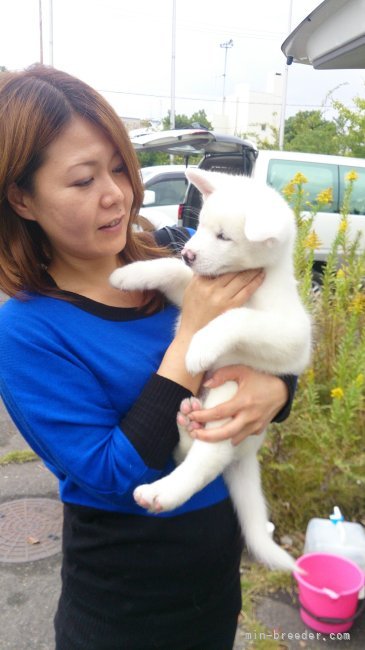 百石　麻水(ひゃっこく　まみ)ブリーダー(大阪府・秋田犬・秋田犬保存会登録)の紹介写真2