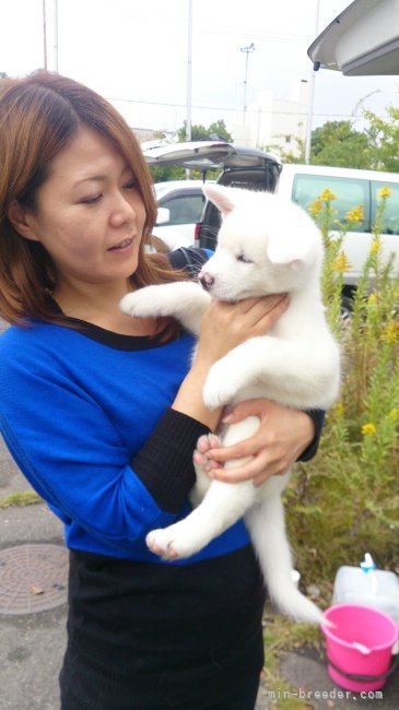 百石　麻水(ひゃっこく　まみ)ブリーダー(大阪府・秋田犬など・秋田犬保存会登録)の紹介写真2