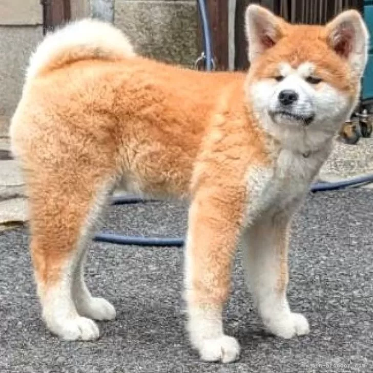 ID：2501-06649の子犬