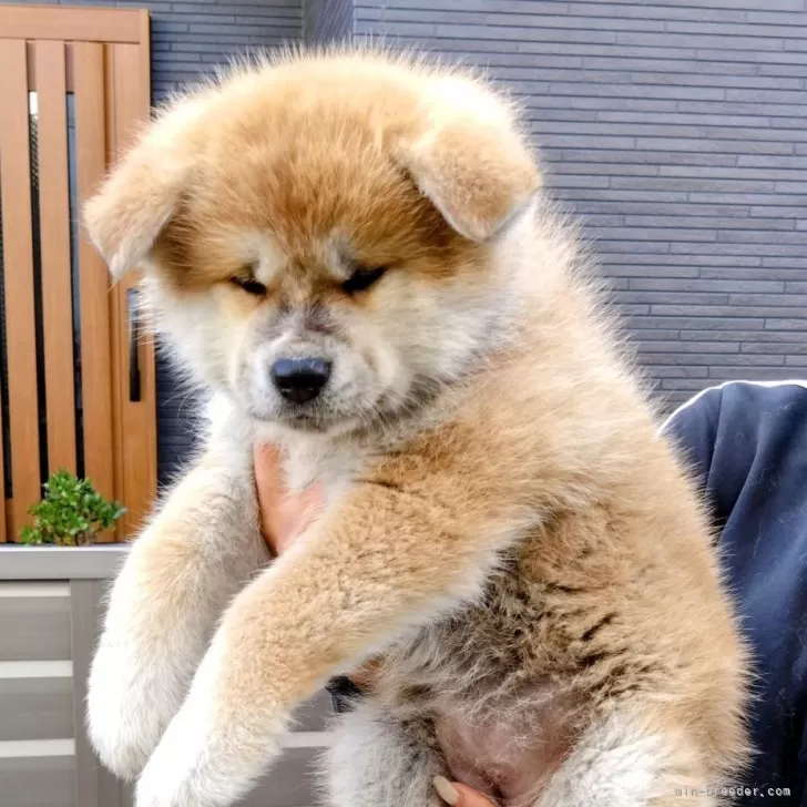 ID:2503-08304の子犬