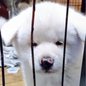 秋田犬【大阪府・男の子・2024年11月7日・白】の写真「クリスマスセール12/25迄成約すると10%オフ」