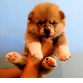 秋田犬