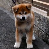 秋田犬