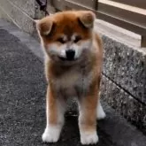 秋田犬