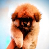 秋田犬