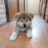 秋田犬
