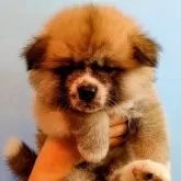 秋田犬