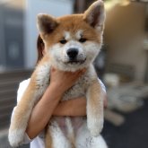 秋田犬