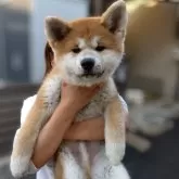 秋田犬