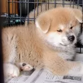 秋田犬