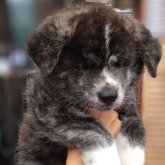 秋田犬