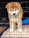 秋田犬【大阪府・男の子・2025年2月27日・赤】の写真2