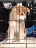 秋田犬【大阪府・男の子・2025年2月27日・赤】の写真6