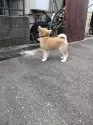 秋田犬【大阪府・女の子・2024年8月30日・赤】の写真6