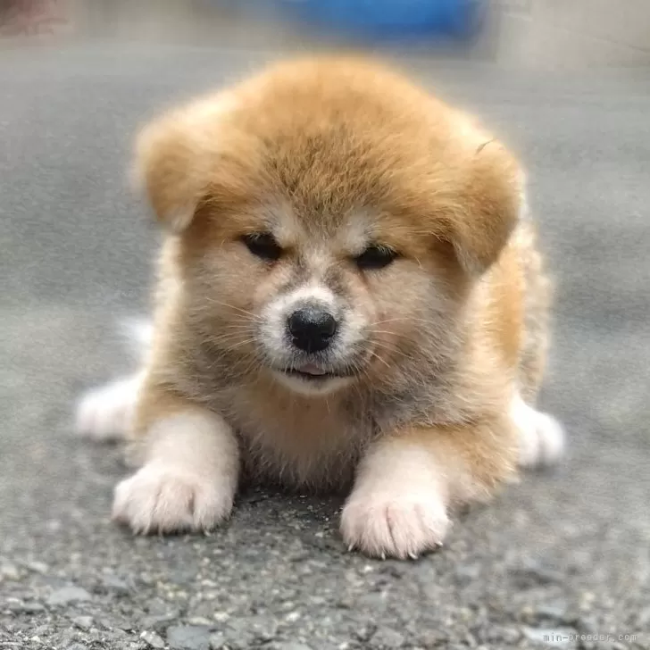 M.A 様のお迎えした子犬